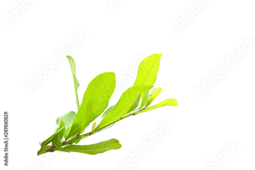 Green leaves branch isolated on white background.