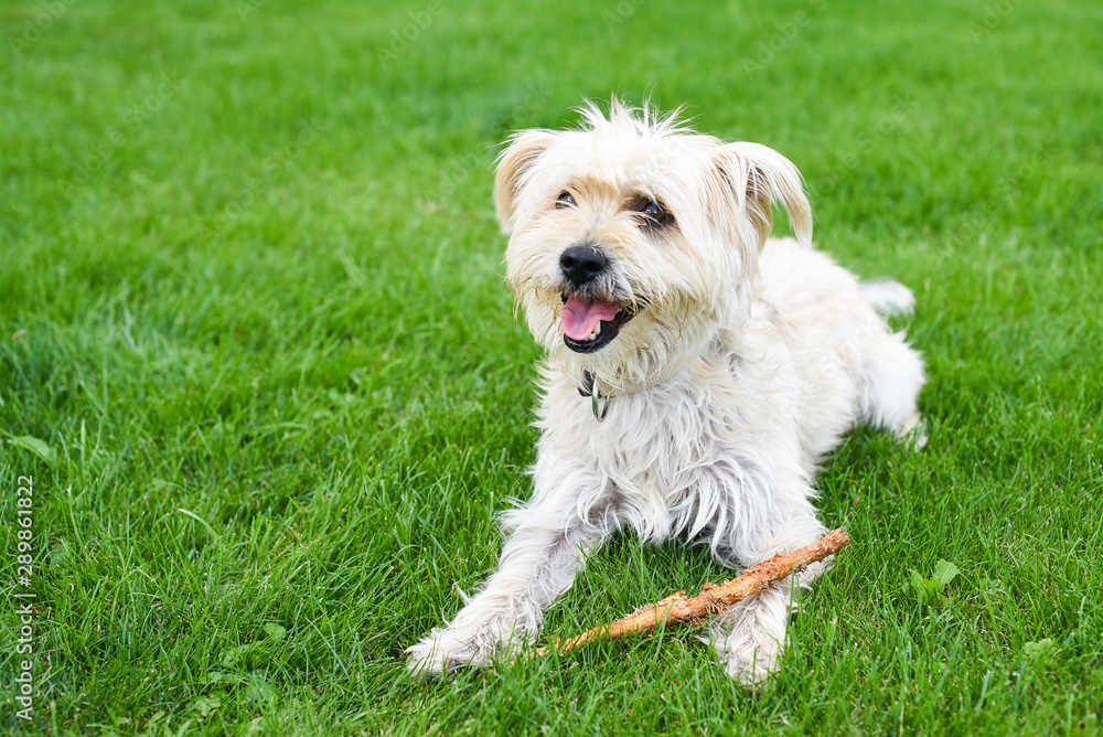 Glücklicher Hund auf dem Rasen Glücklicher Hund auf dem Rasen