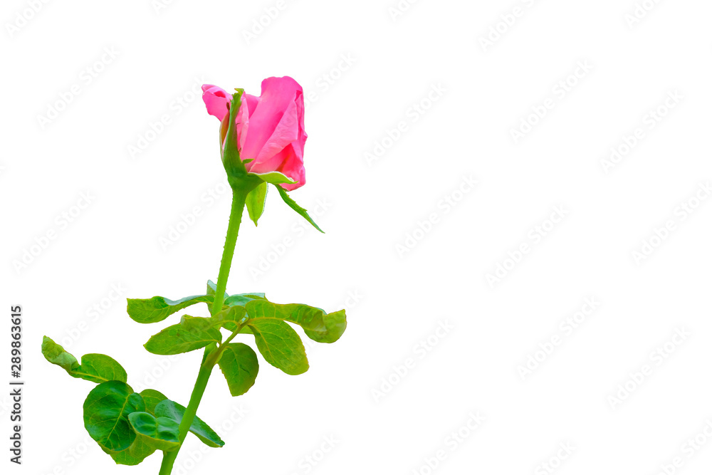 a single pink rose on white background