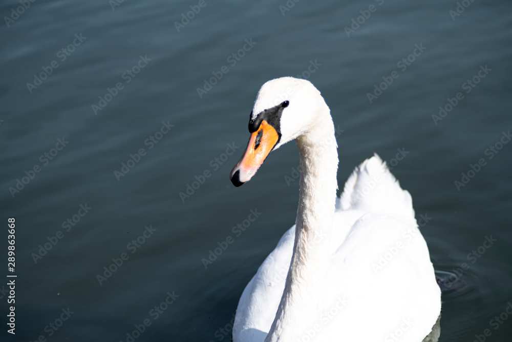 Fototapeta premium Swan
