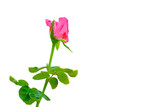 a single pink rose on white background