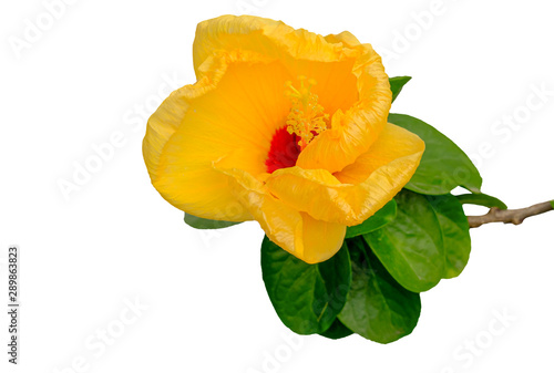 a yellow hibiscus and leaf on white background