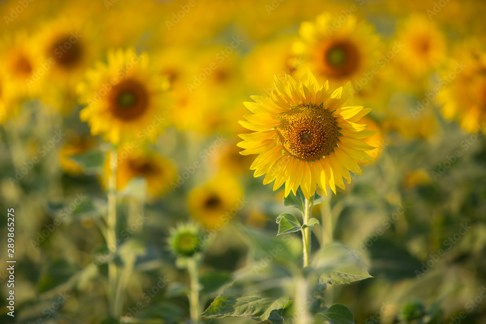 The beauty of the sunflower on the background blur. The beauty of the sunflower on the background blur.
