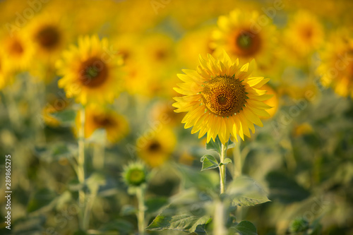 The beauty of the sunflower on the background blur.