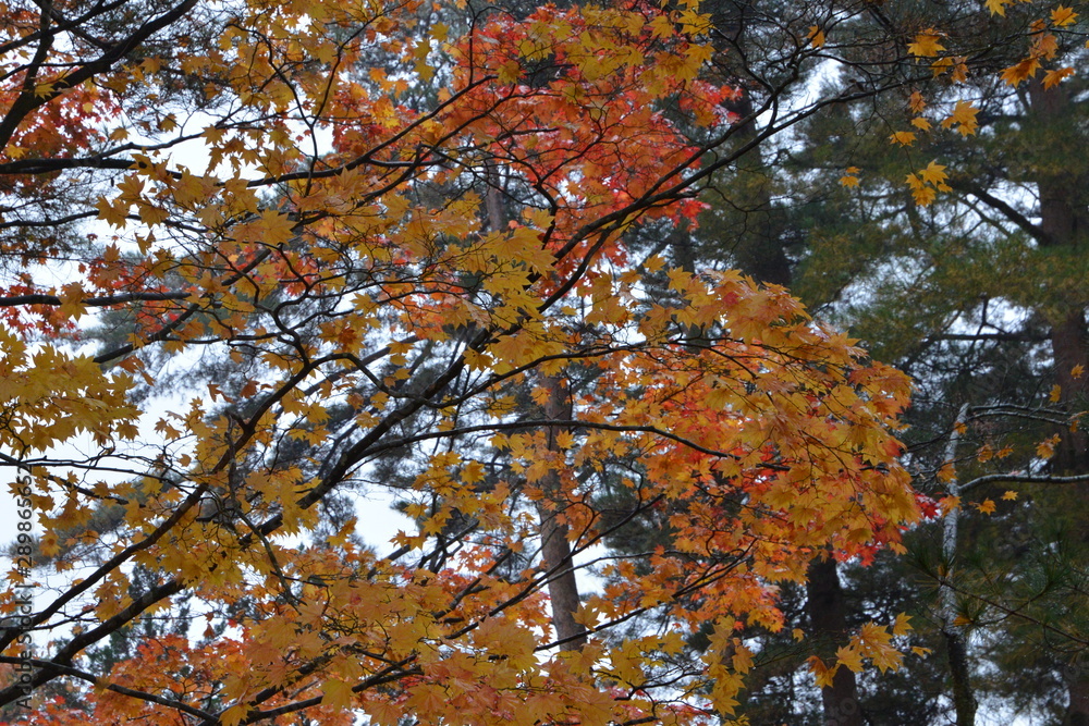 Fototapeta premium 紅葉