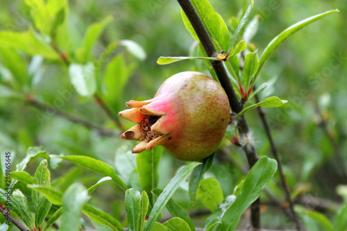 Wild pomegranate in the forest in the mountains. Дикий гранат, в лесу в горах