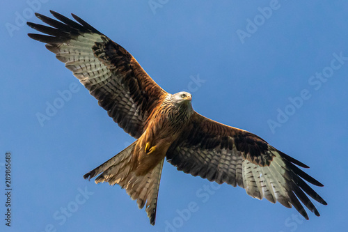 Majästetischer Rotmilan segelt durch die Luft