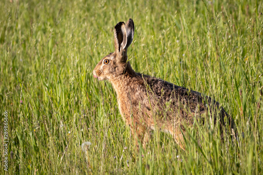 Hase sitzt im Gras Hase sitzt im Gras