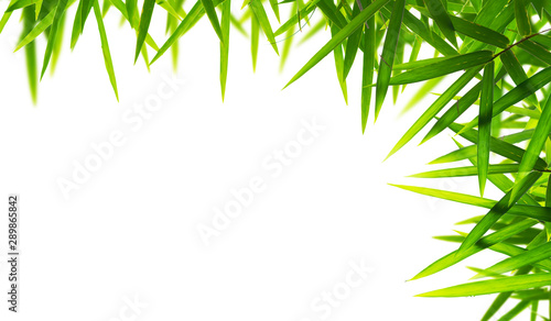 Bamboo leaves isolated on white background. Beautiful leaf texture in nature. Natural background. close-up of macro with free space for text.