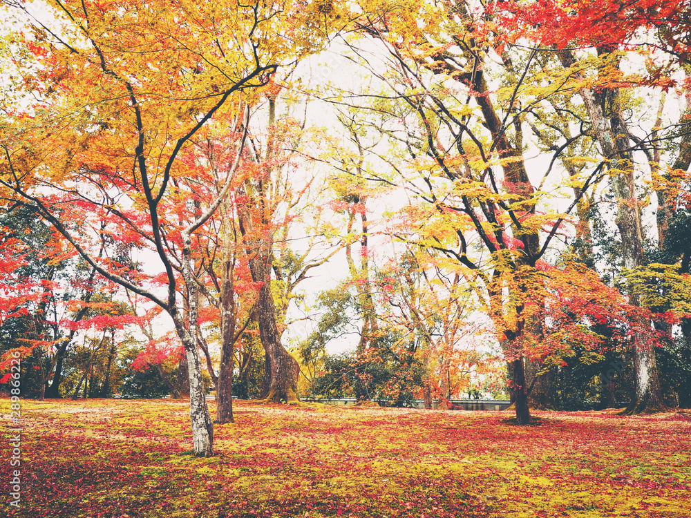 Maple trees and leaves falling on the ground in the autumn park.