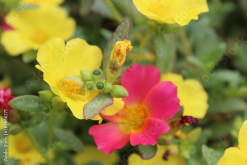yellow flowers in the garden