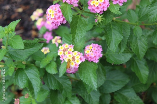 flowers in the garden
