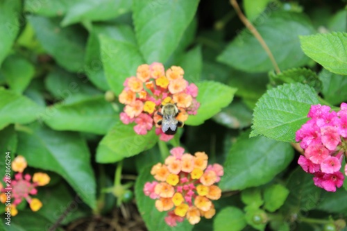 flowers in the garden