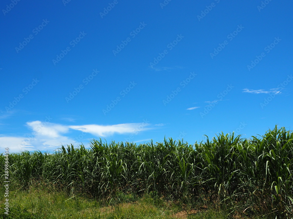 波照間島のサトウキビ畑／Hateruma Island sugarcane field. Hateruma Island is one of the Yaeyama Islands in Okinawa, and is the southernmost manned island in Japan.