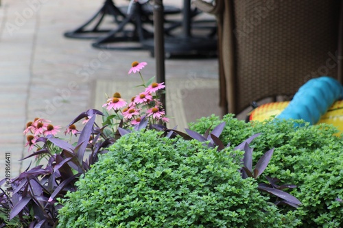 potted plants in a greenhouse
