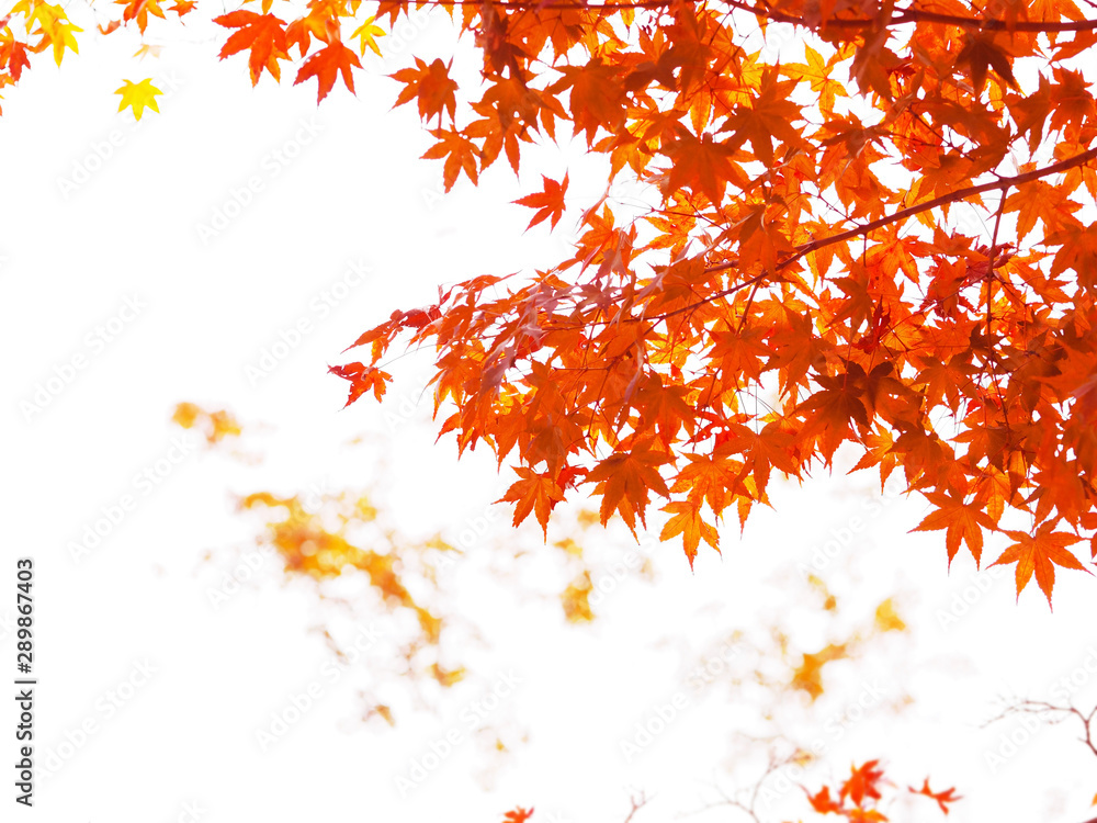 red maple leaves on white and blurred autumn background red maple leaves on white and blurred autumn background