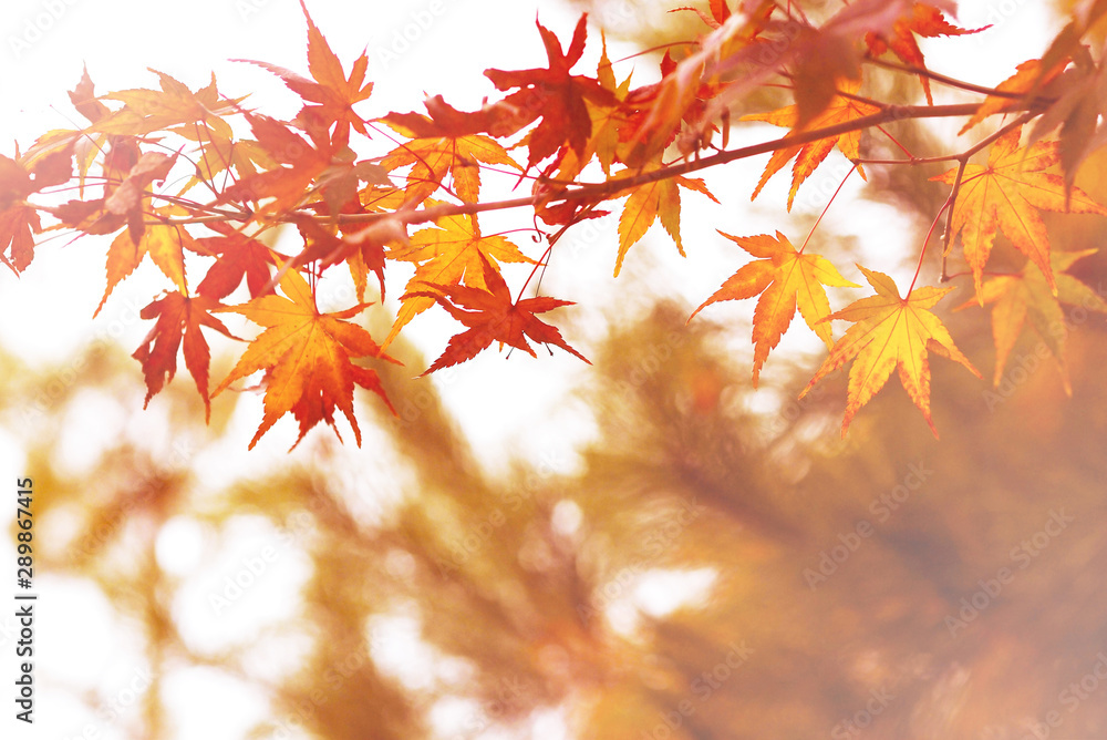 red maple leaves on white and blurred autumn background red maple leaves on white and blurred autumn background