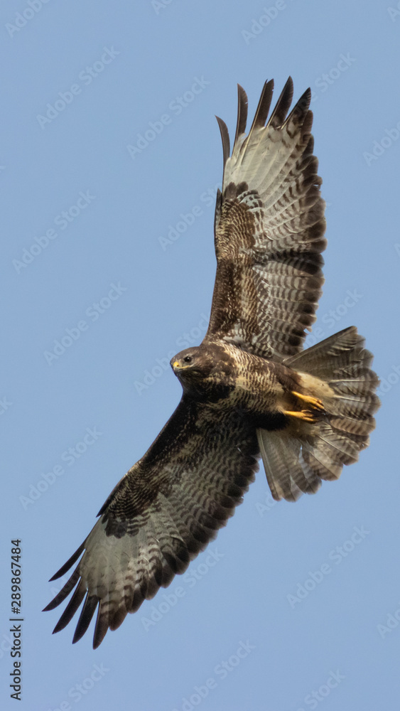 Fototapeta premium Portrait eines Bussards (buteo buteo) vor blauen Himmel in Deutschland Mecklenburg Vorpommern
