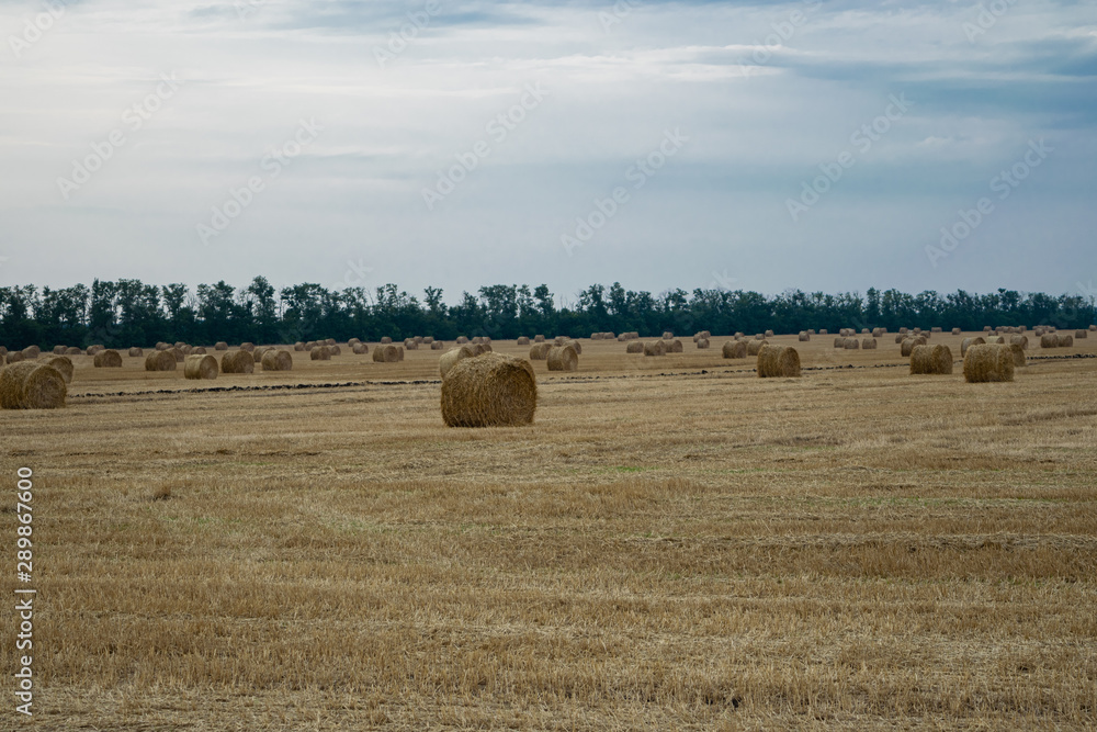 Round haystacks on a wheat field, late summer harvest, trees in the background.