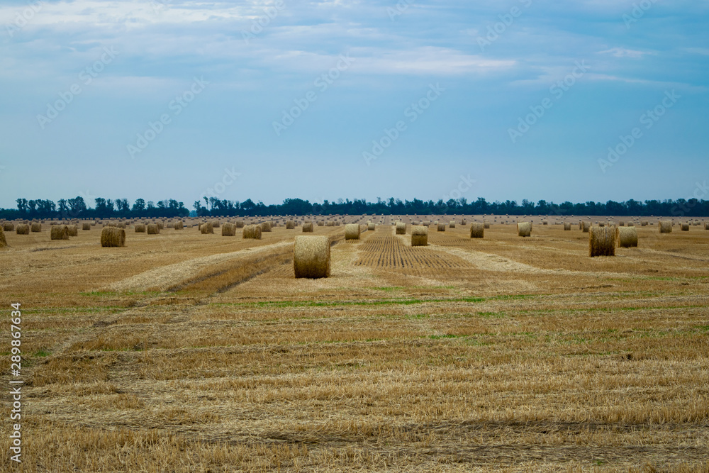 Round haystacks on a wheat field, harvesting at the end of summer, in the background trees and blue sky. Healthy food.