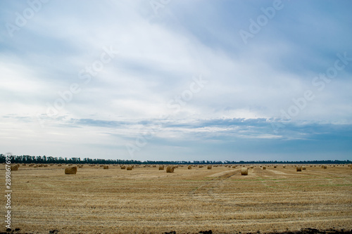 Round haystacks on a wheat field, harvesting at the end of summer, in the background trees. Blue sky with clouds.