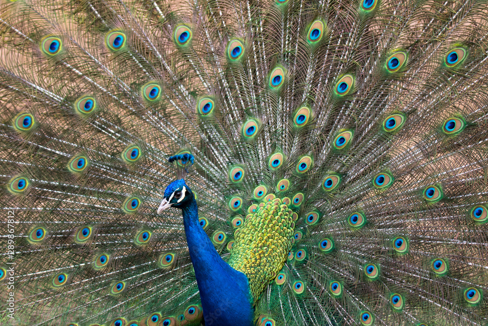 Fototapeta premium Pfau mit aufgestellten Federn