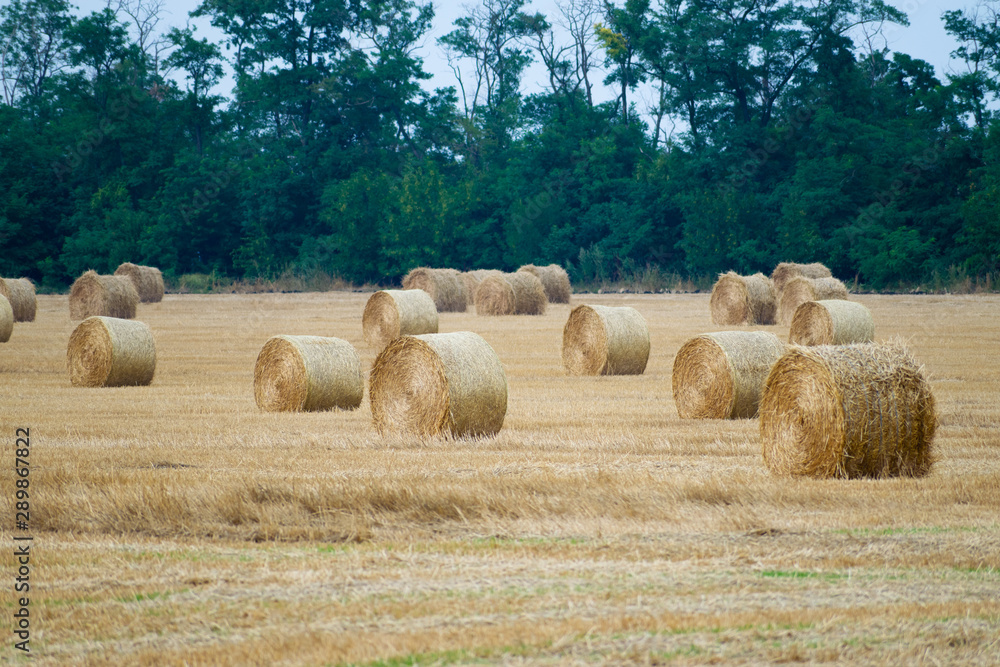 Round haystacks on a wheat field, harvesting at the end of summer, in the background trees. Middle angle nature. Round haystacks on a wheat field, harvesting at the end of summer, in the background trees. Middle angle nature.