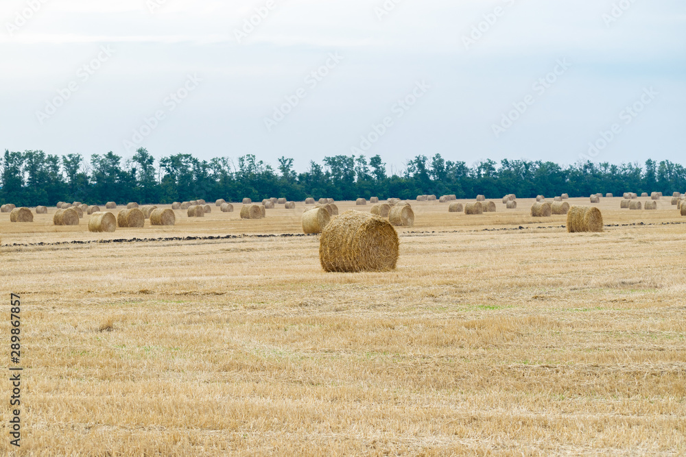 Round haystacks on a wheat field, harvesting at the end of summer, in the background trees. Nature perspective and white sky.