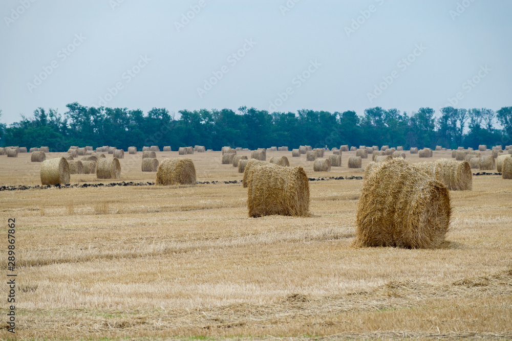 Round haystacks on a wheat field, harvesting at the end of summer, in the background trees. Nature perspective and white sky. Beautiful landscape.
