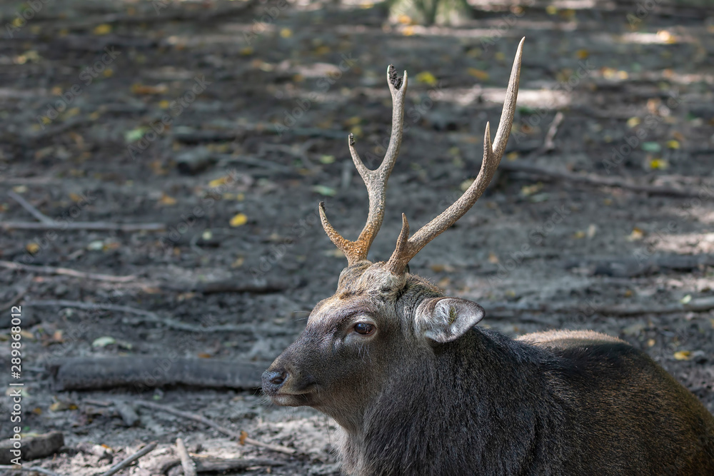 Fototapeta premium Sika deer on nature and conservation area
