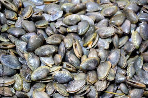 sea clams shells at the fish market