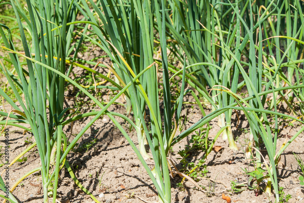 Young onion field in the garden Allium cepa Young onion field in the garden Allium cepa