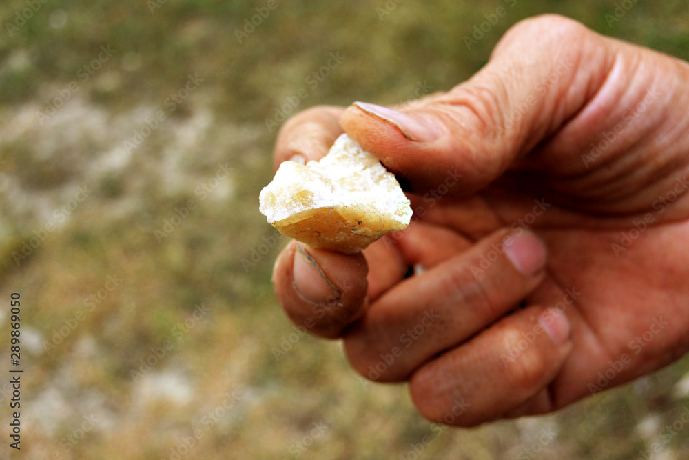 Honey-colored quartz druse in the hands of a miner Honey-colored quartz druse in the hands of a miner