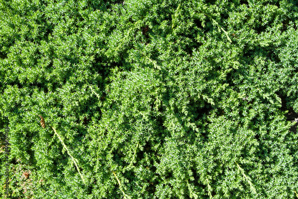 Juniper, Juniperus procumbens as background Juniper, Juniperus procumbens as background