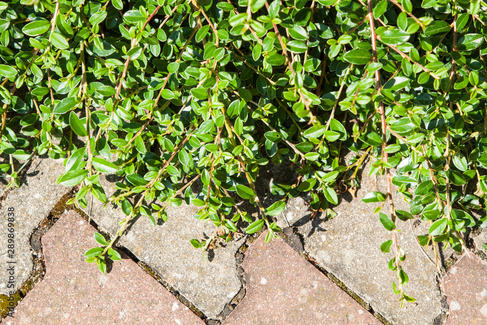 Obraz premium cotoneaster, Cotoneaster dammeri as background