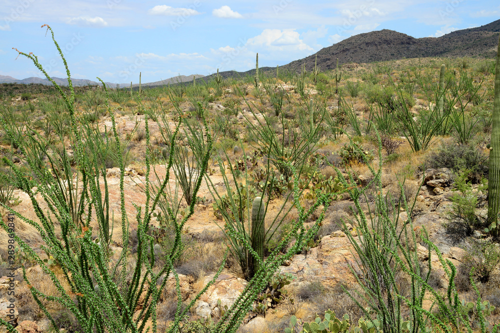 Fototapeta premium Ocotillo forest Sonora Desert Arizona