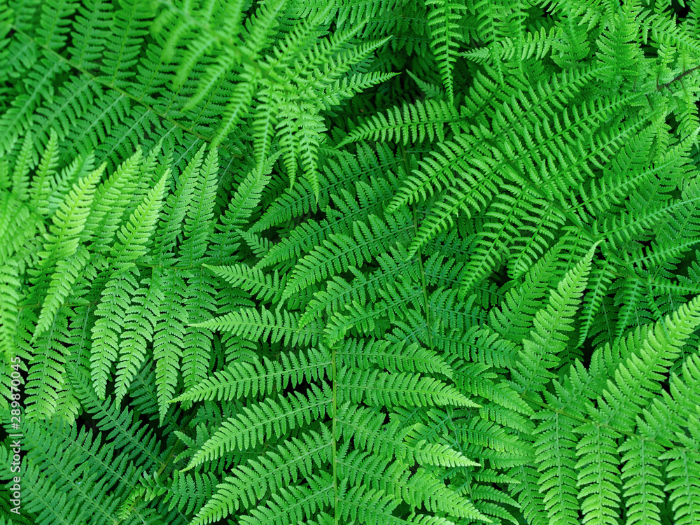 beautyful ferns leaves green foliage natural floral fern background..