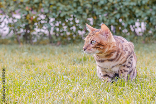 Predator on a walk. Bengal kitten. Khishchnik na progulke. Bengal'skiy kotenok. photo