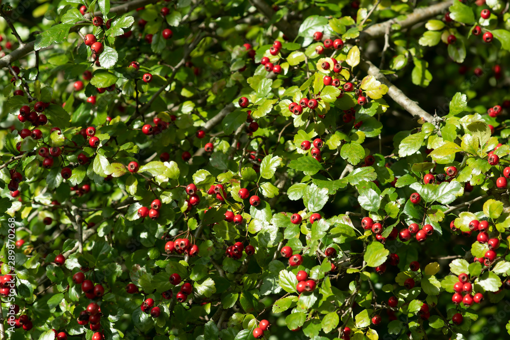 red berries of barberry on green background