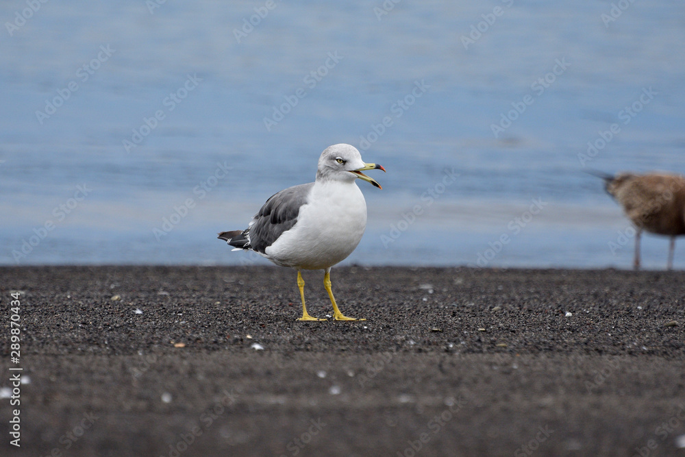 seagull on the beach
