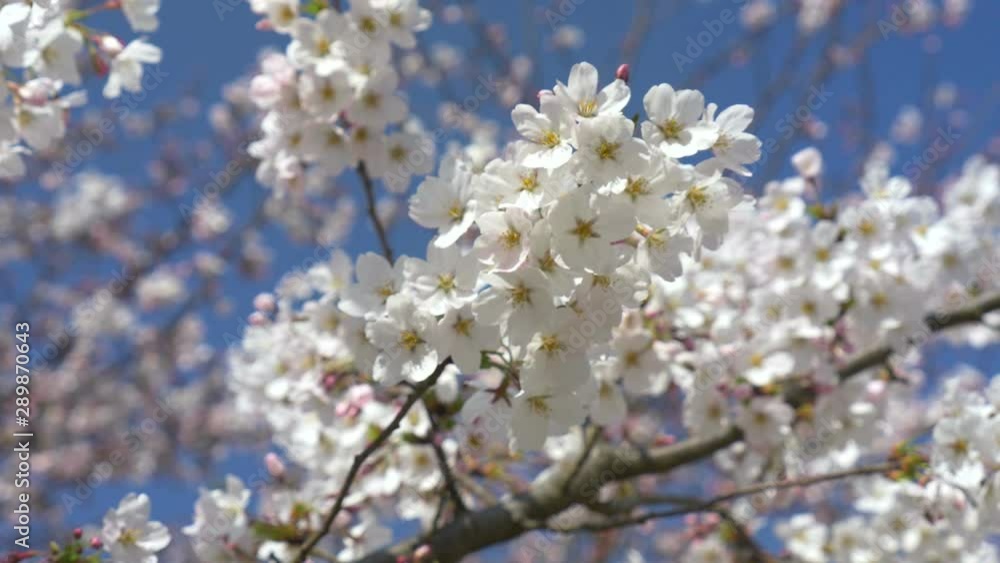 4K Close up of Sakura cherry blossom flower in public garden mountain, Japan 4K Close up of Sakura cherry blossom flower in public garden mountain, Japan