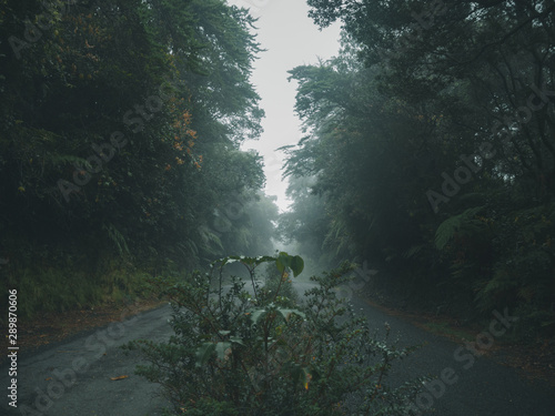 A foggy morning in costa rica