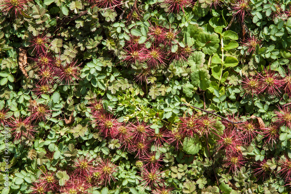 Acaena microphylla 'Kupferteppich' in the garden Acaena microphylla 'Kupferteppich' in the garden
