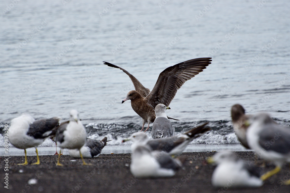 Naklejka premium seagulls in flight
