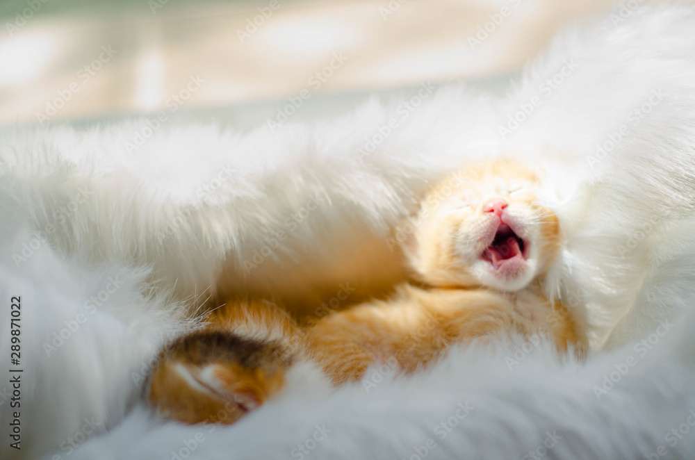 Cute pet. Cute pet.