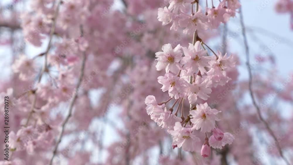 4K Close up of Sakura cherry blossom flower in public garden mountain, Japan 4K Close up of Sakura cherry blossom flower in public garden mountain, Japan