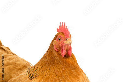 Portrait of the head of a a New Hampshire Red hen chicken isolated on a white background