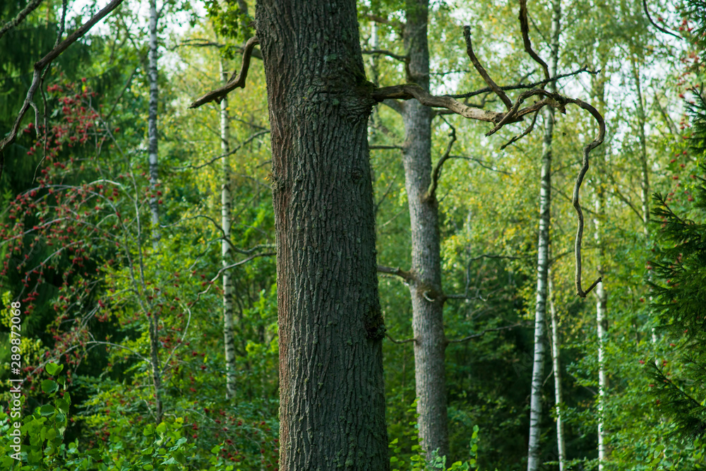 Obraz premium trees in the forest