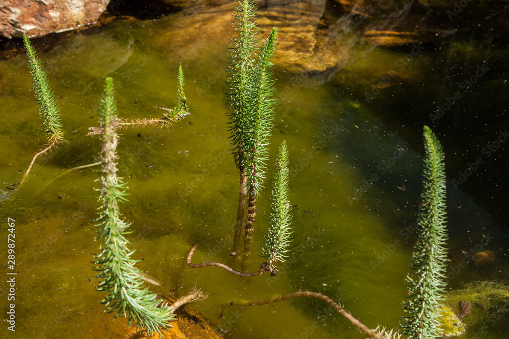 Hyppuris Vulgaris - Common Damsel, in the pond