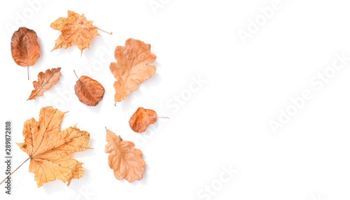 Autumn composition of dry leaves on a white background. Autumn leaves of maple and oak. Yellow and red leaves. Autumn background. Copy space. View from above